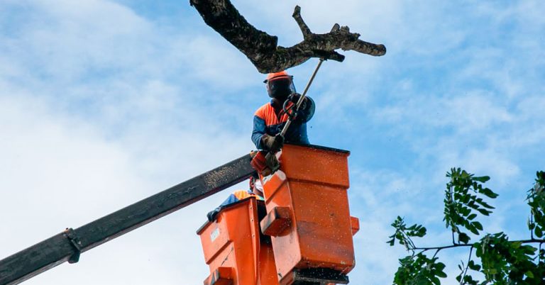 Prevenção: Secretaria de Meio Ambiente realiza manutenção e poda das árvores no Centro