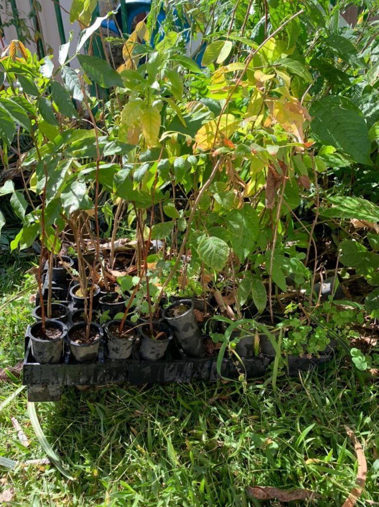 Secretaria de Meio Ambiente irá doar mudas de árvores para projeto da UNEB ‘Adote uma Árvore’