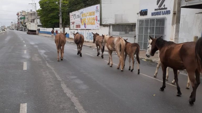 Prefeitura sanciona a regulamentação a apreensão de animais de médio e grande porte soltos nas ruas de Teixeira de Freitas