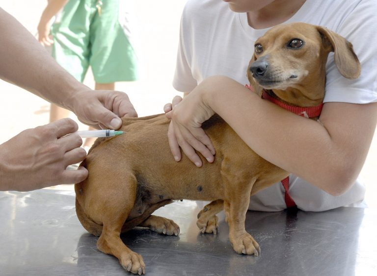 Prefeitura promove ação de Vacinação Animal Antirrábica; confira horários e locais