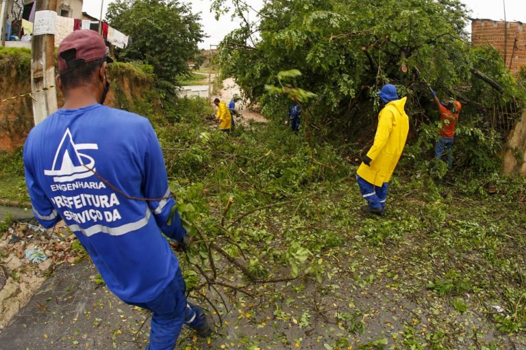 Chuva: Setor de arborização da Secretaria de Meio Ambiente atua em diversas localidades