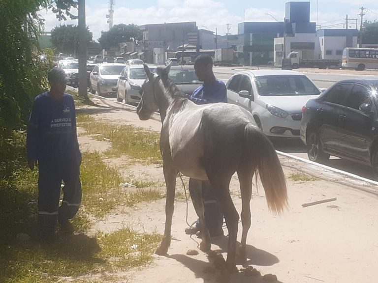 Secretaria de Agricultura apreende dois animais e faz alerta sobre legislação