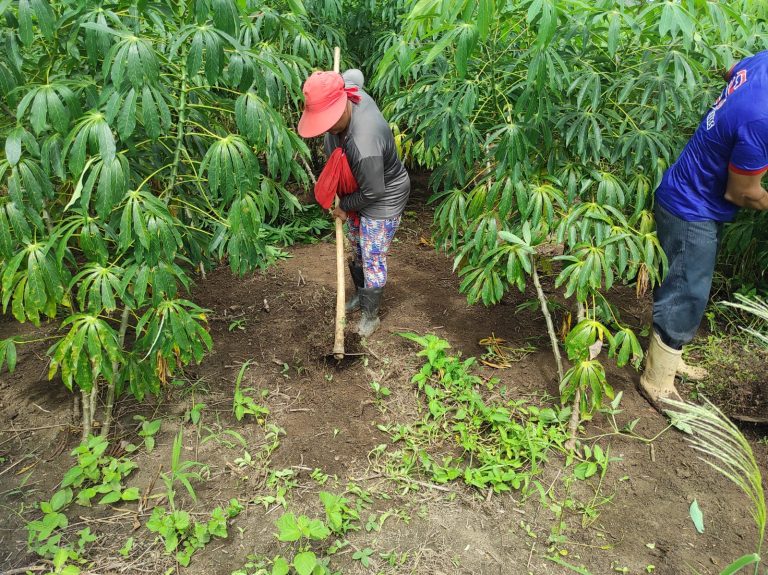 Equipe de Agricultura, juntamente com Vigilância Sanitária, realizou serviços na comunidade de Cachoeira do Mato