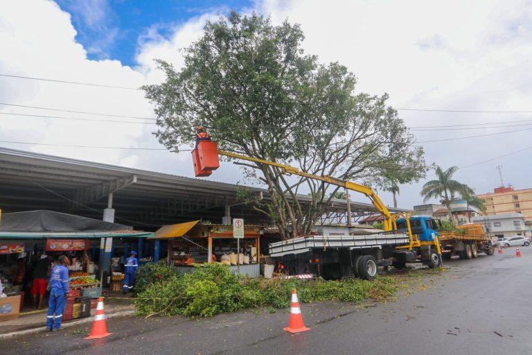 Manutenção: Prefeitura realiza poda de árvores no Mercado Municipal de Teixeira de Freitas