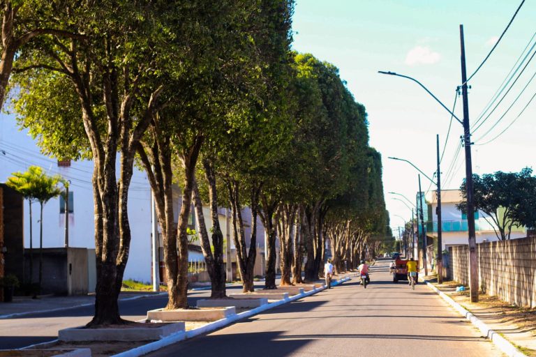 Prefeitura executa poda de árvores em vias de Teixeira de Freitas